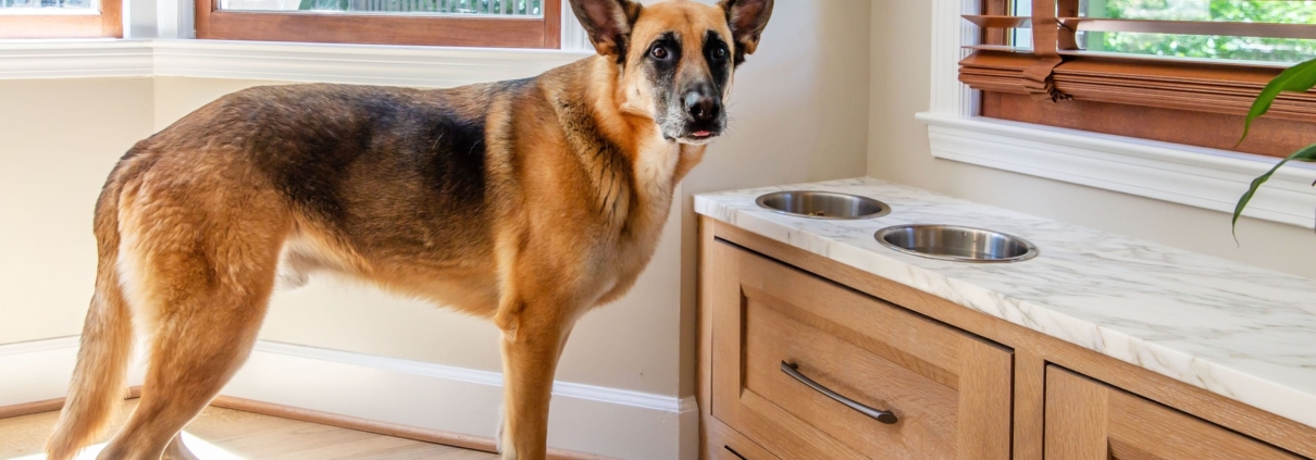 A dog with a feeding and water bowl and cabinet drawers