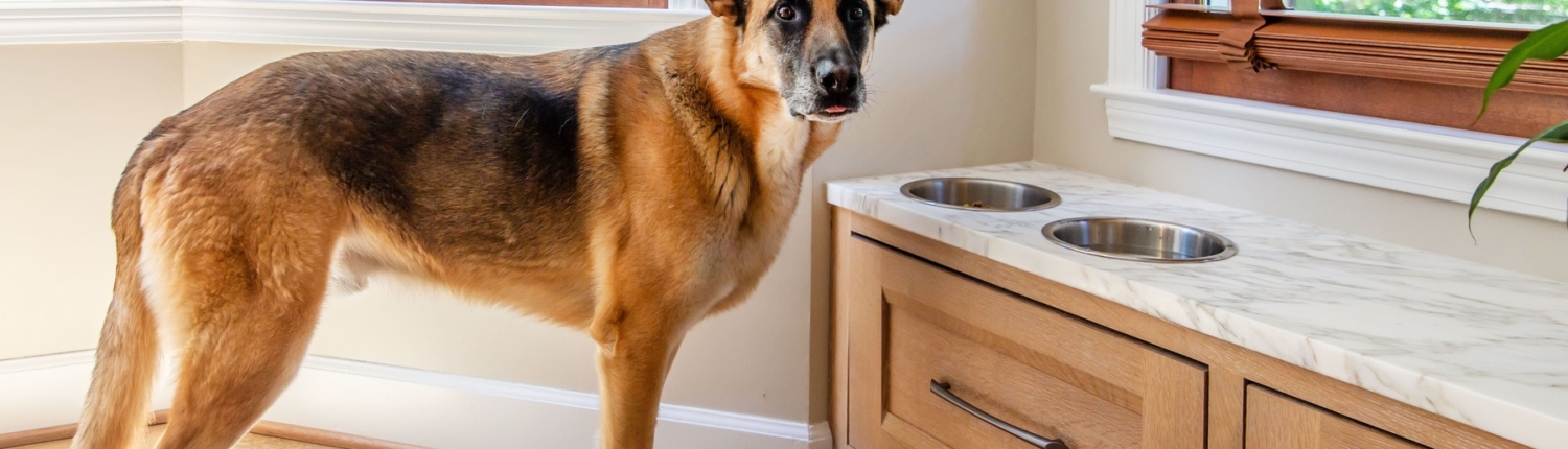 A dog with a feeding and water bowl and cabinet drawers