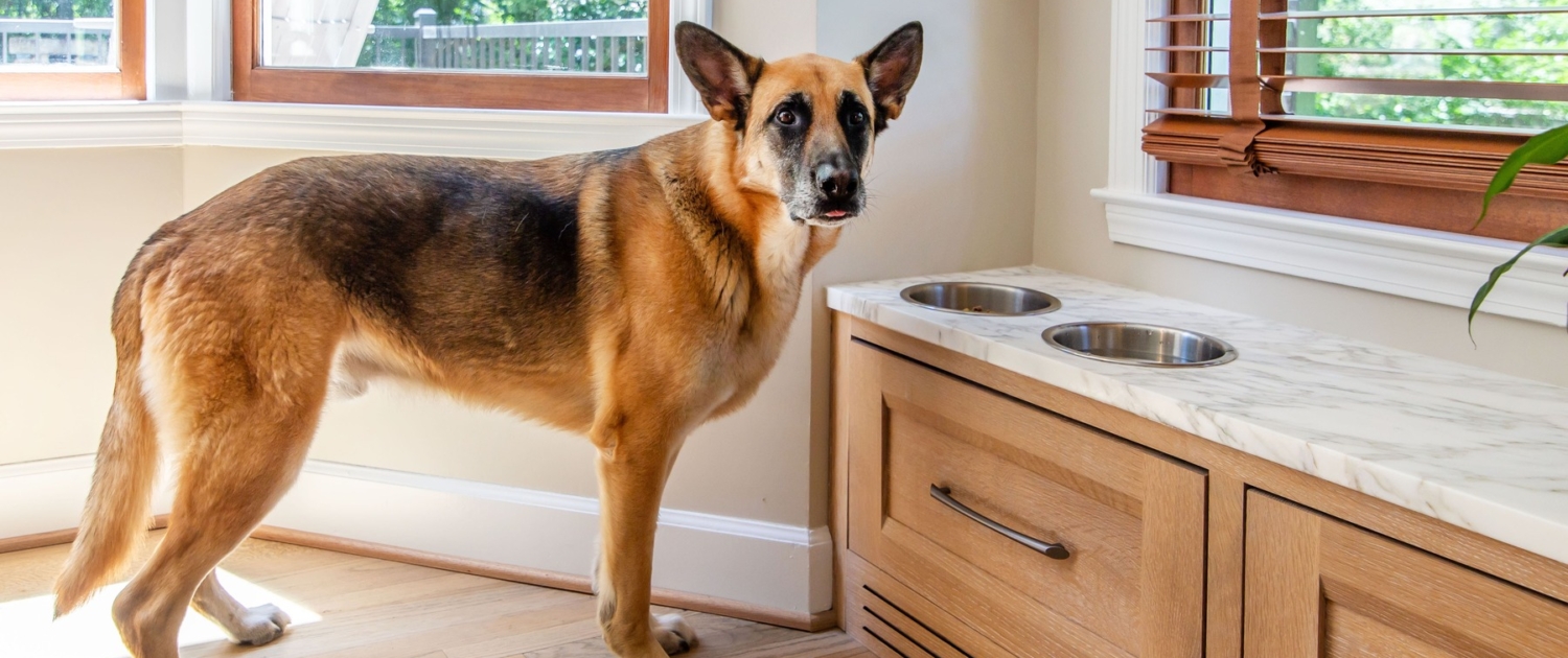 A dog with a feeding and water bowl and cabinet drawers