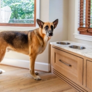 A dog with a feeding and water bowl and cabinet drawers